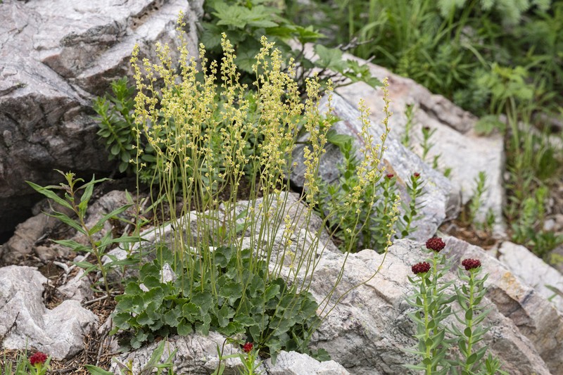 Bridger Mountain Alumroot photo 4