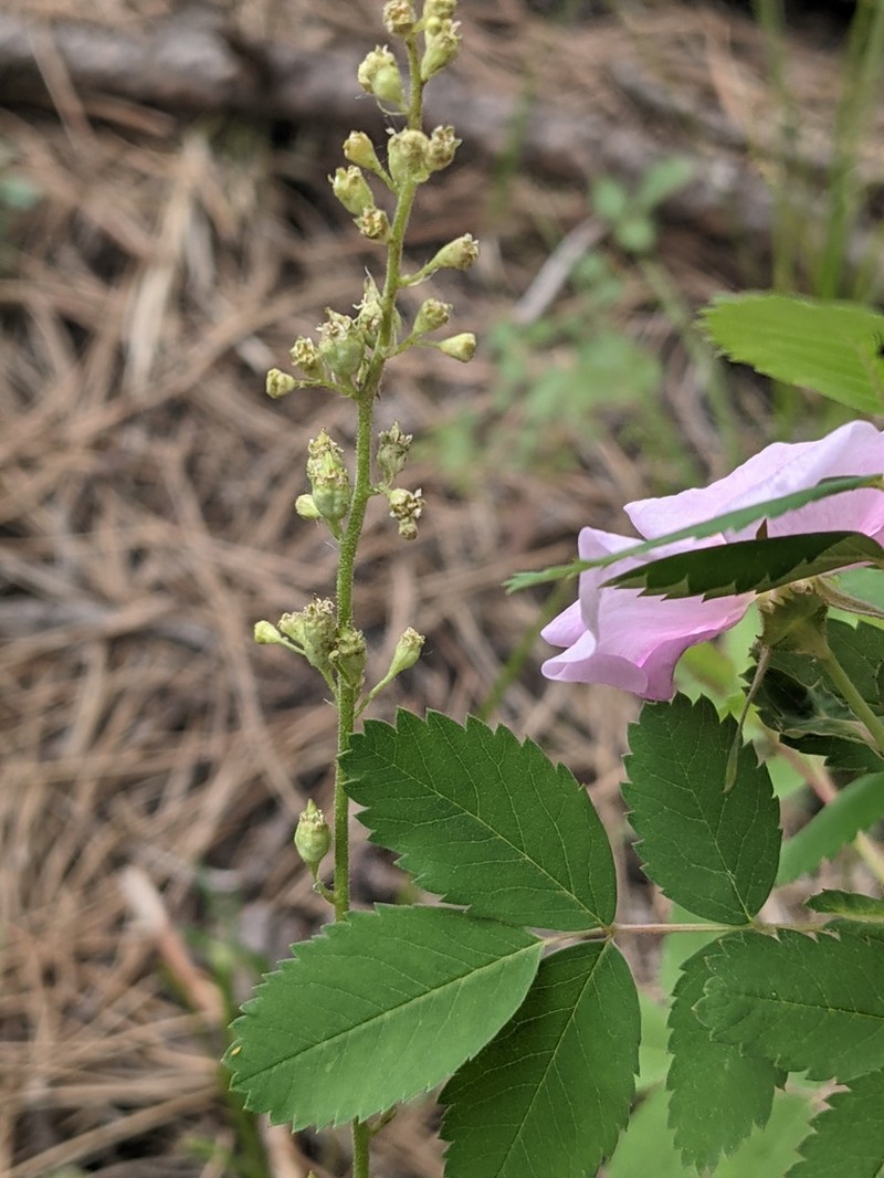 Bridger Mountain Alumroot photo 7