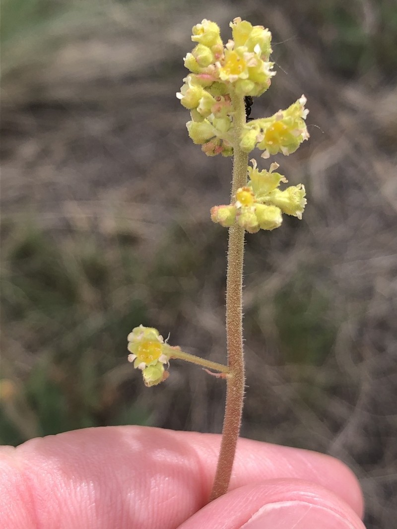 Bridger Mountain Alumroot photo 8