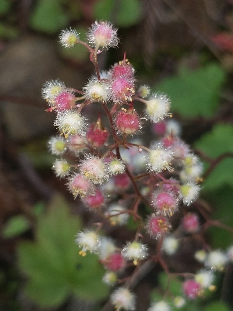 Seaside Alumroot