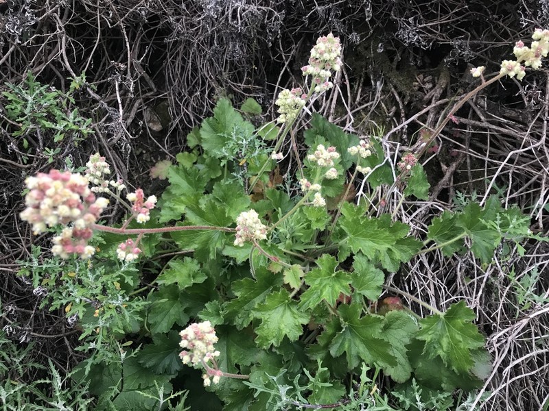 Seaside Alumroot photo 2