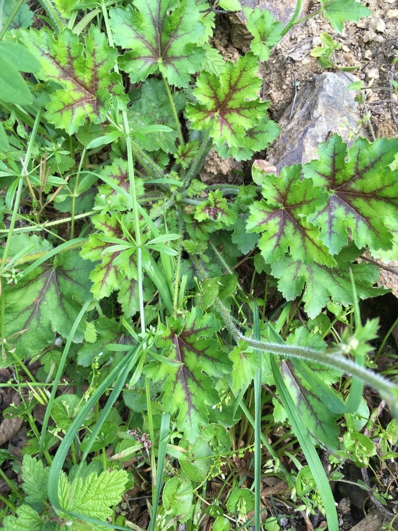 Seaside Alumroot photo 3