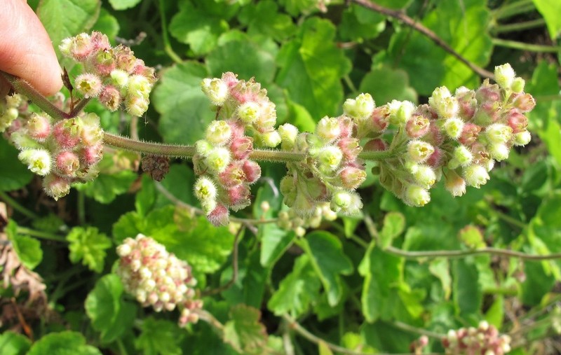 Seaside Alumroot photo 4