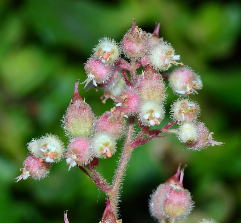 Seaside Alumroot photo 5