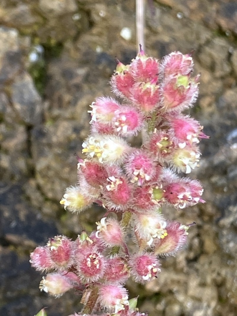 Seaside Alumroot photo 6