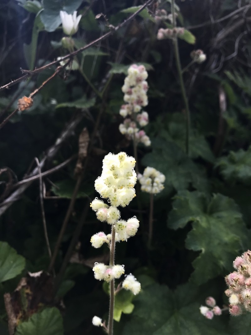 Seaside Alumroot photo 7
