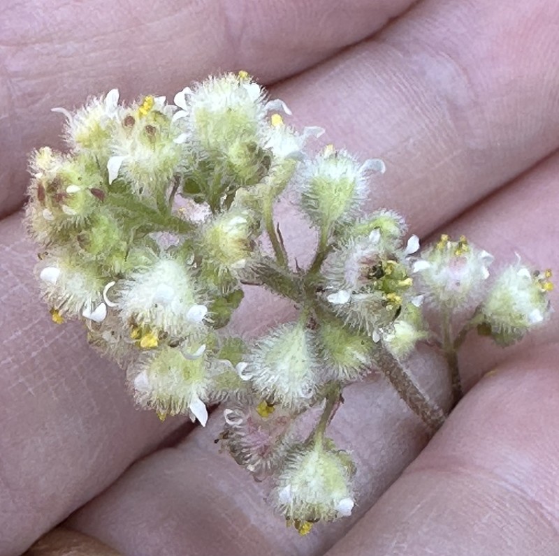 Seaside Alumroot photo 8