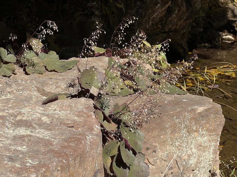 Heuchera puberula