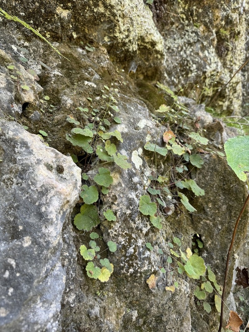 Heuchera puberula photo 3