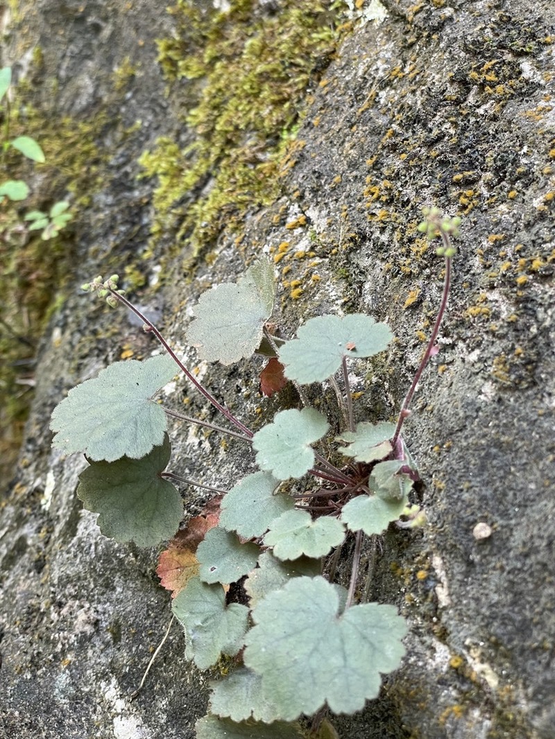 Heuchera puberula photo 4