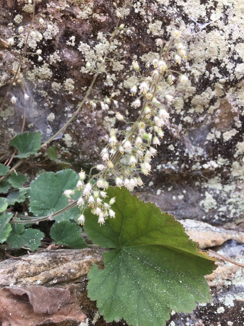 Heuchera puberula photo 5