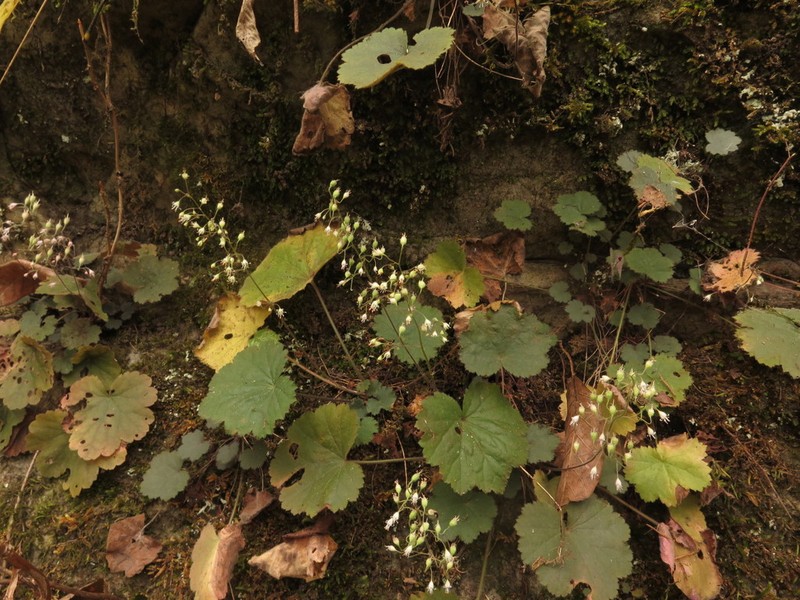 Heuchera puberula photo 6