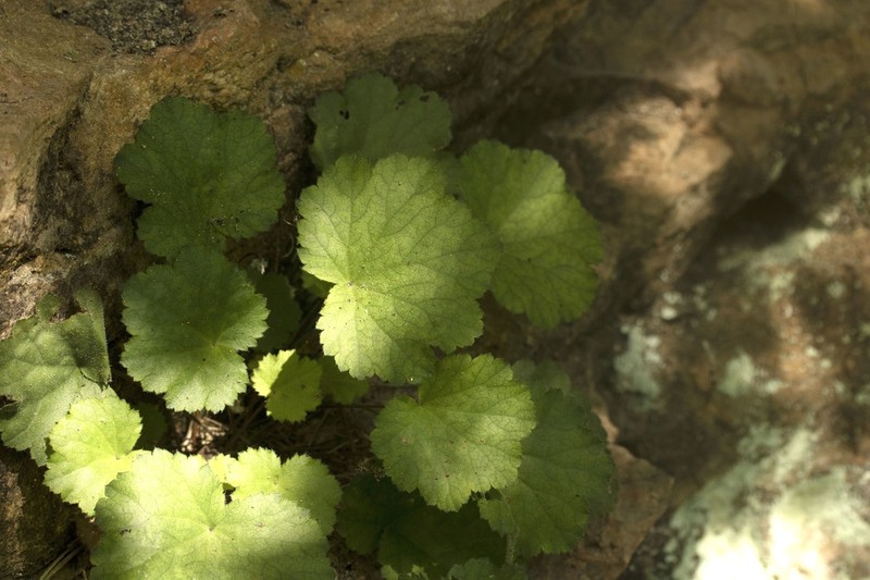 Heuchera puberula photo 7