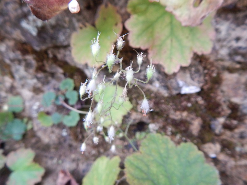 Heuchera puberula photo 8