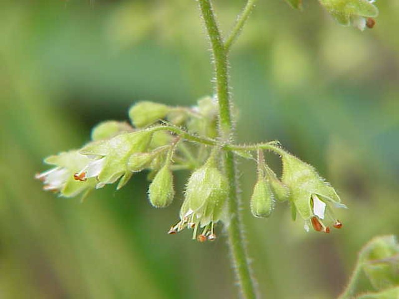 Downy Alumroot photo 2