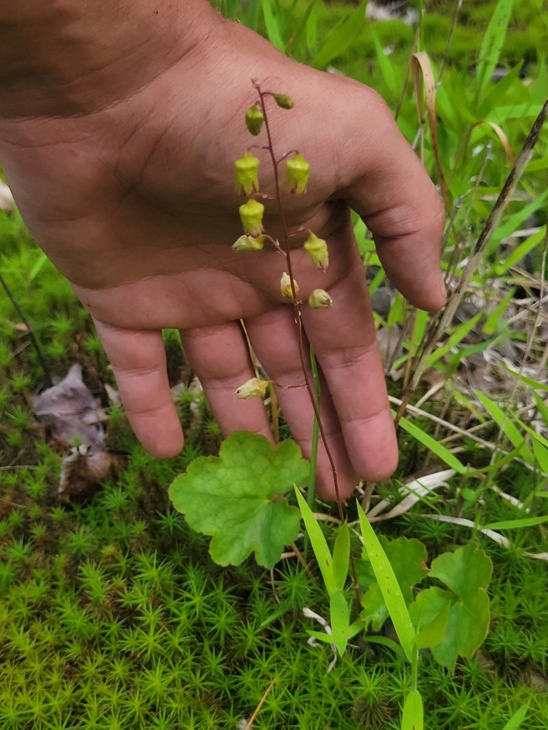 Downy Alumroot