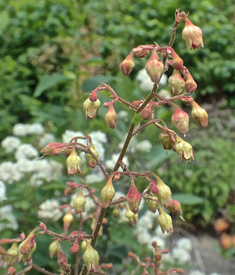 Downy Alumroot photo 2
