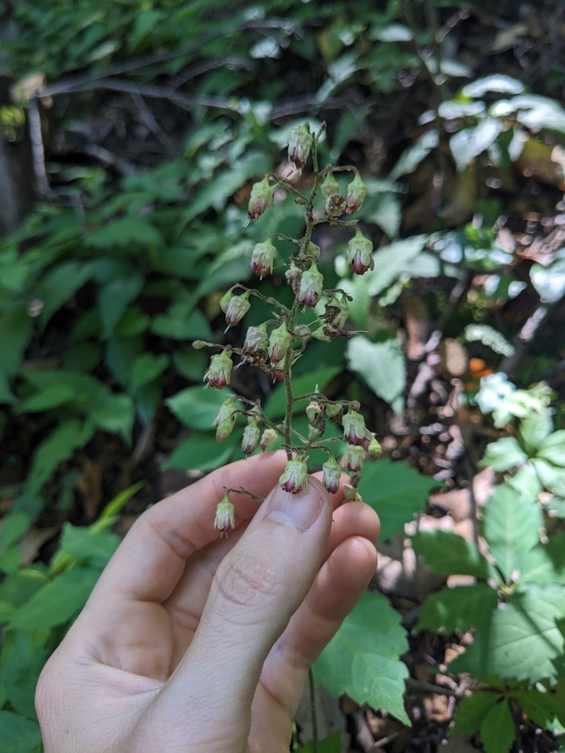 Downy Alumroot photo 3
