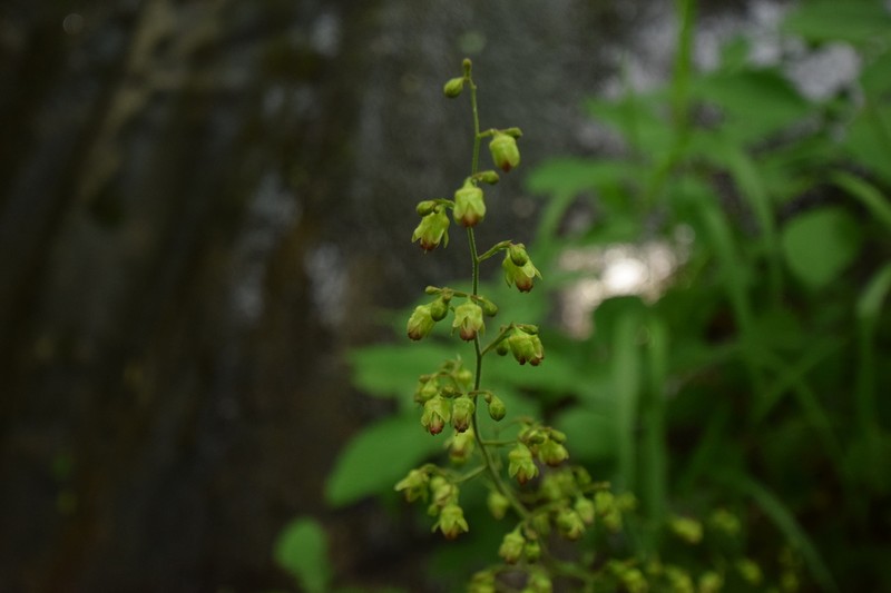 Downy Alumroot photo 4