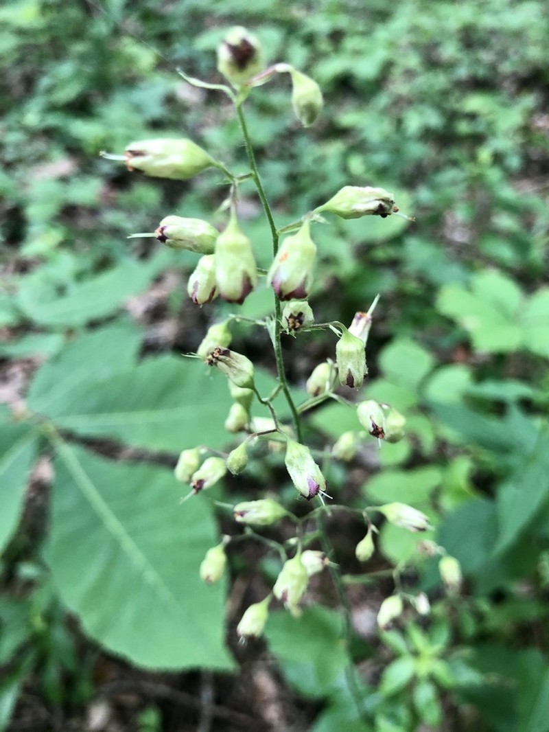 Downy Alumroot photo 5