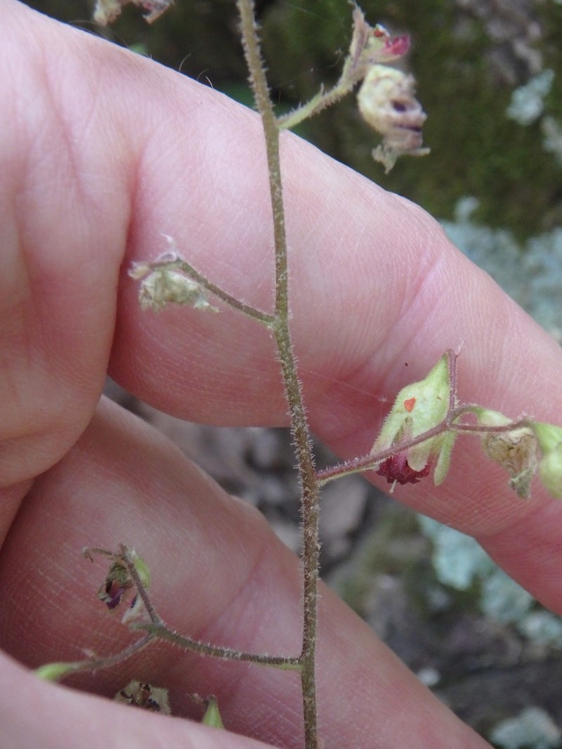 Downy Alumroot photo 6