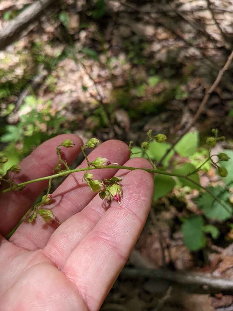 Downy Alumroot photo 7