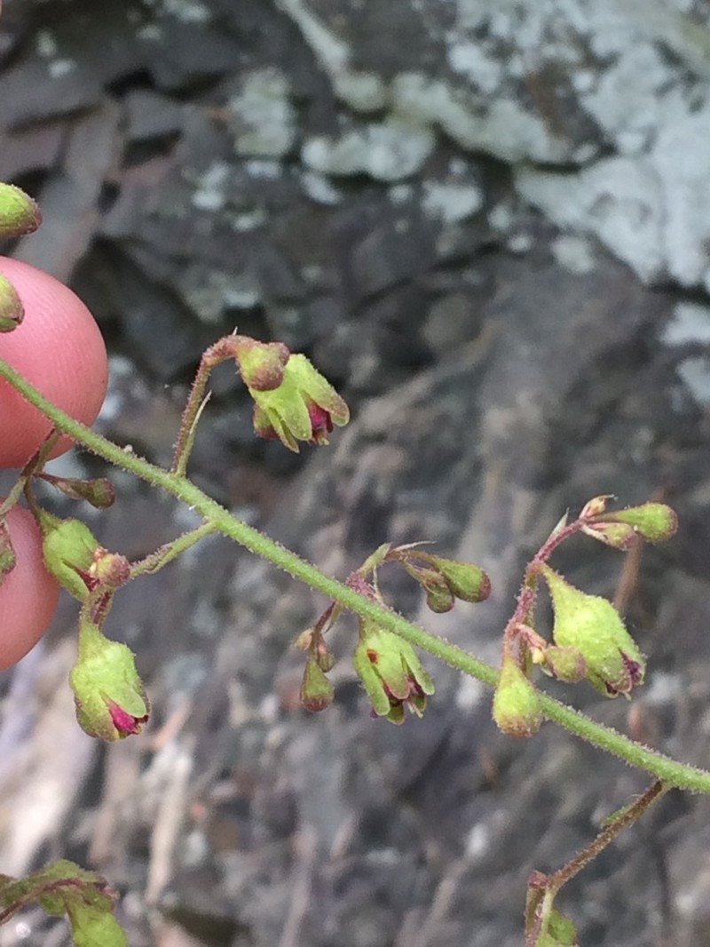 Downy Alumroot photo 8
