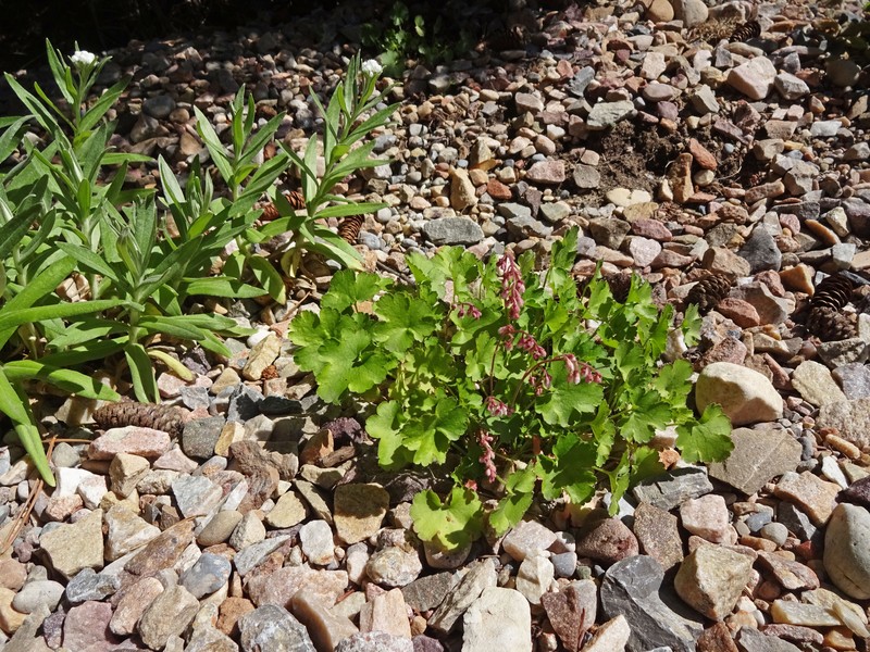Sandia Mountain Alumroot