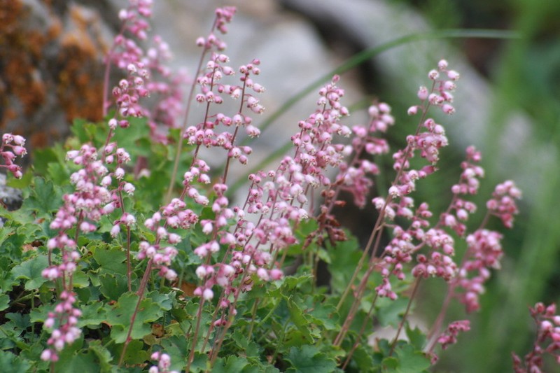 Sandia Mountain Alumroot