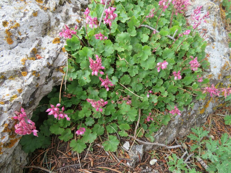 Sandia Mountain Alumroot photo 2