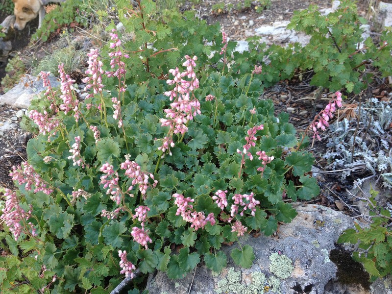 Sandia Mountain Alumroot photo 3