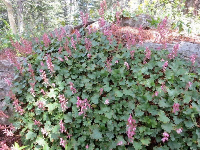 Sandia Mountain Alumroot photo 4