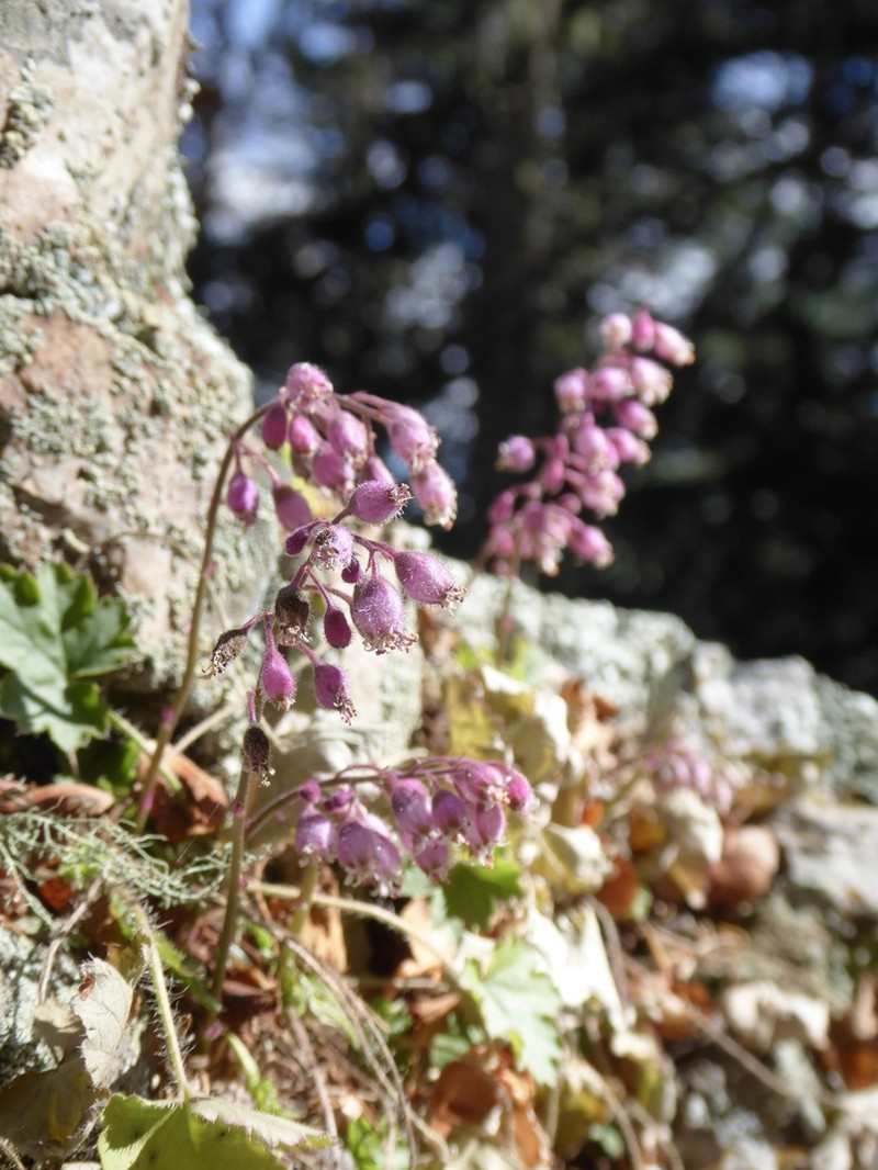 Sandia Mountain Alumroot photo 5