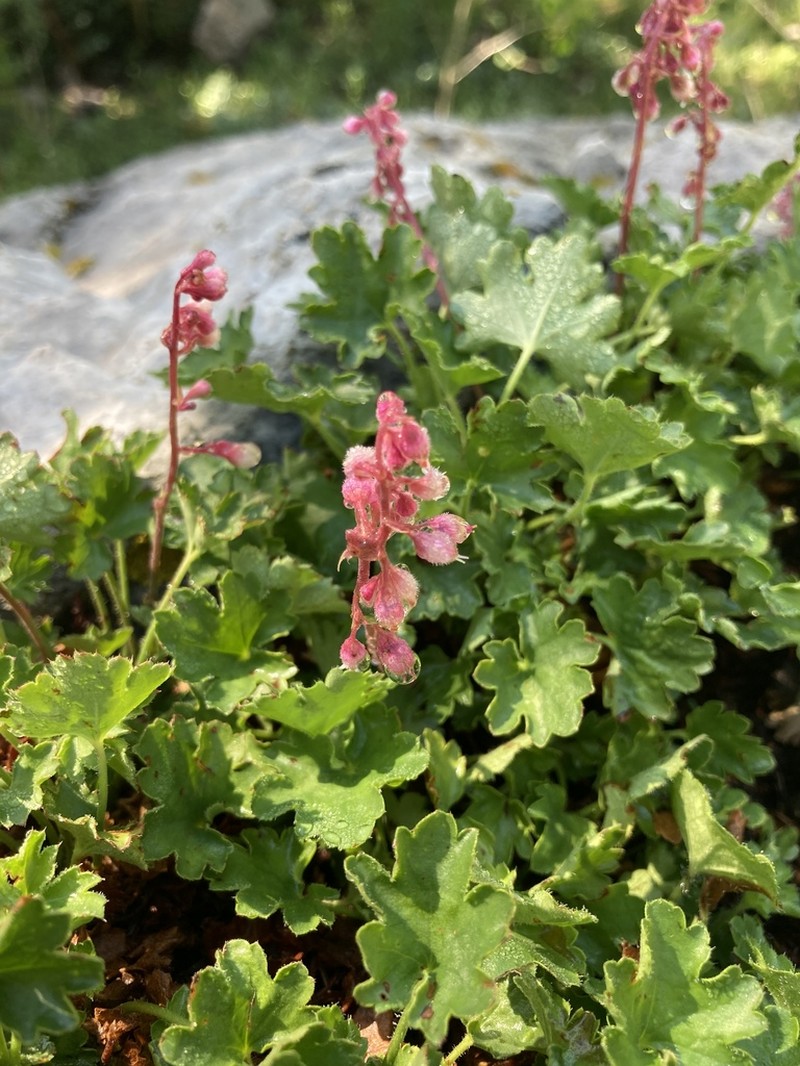 Sandia Mountain Alumroot photo 6