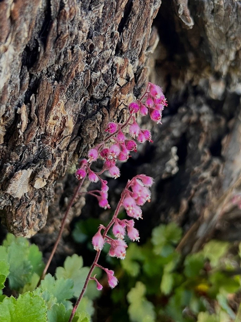 Sandia Mountain Alumroot photo 7