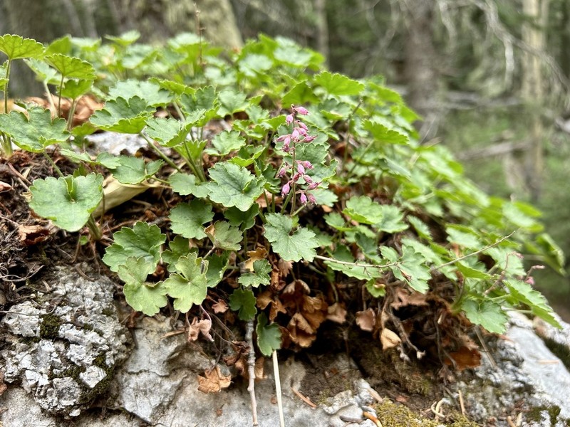 Sandia Mountain Alumroot photo 8