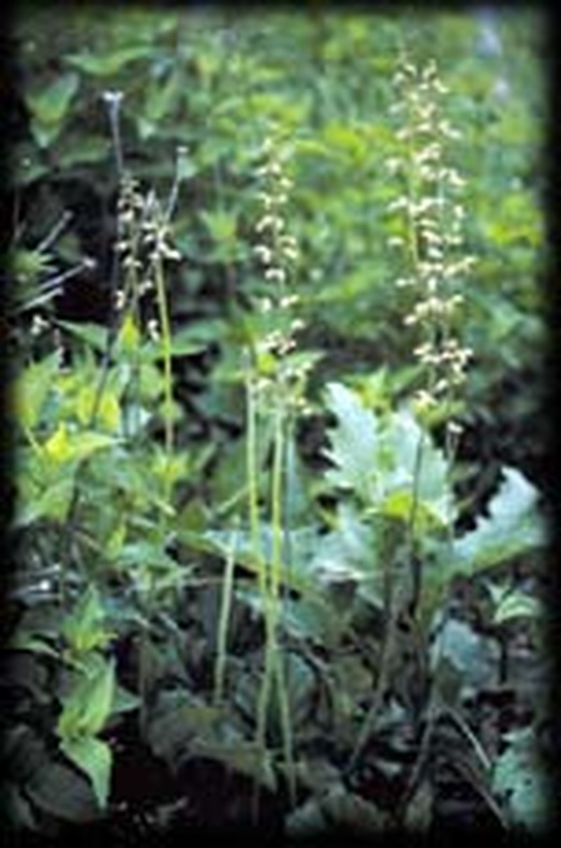 Richardson's Alumroot photo 2
