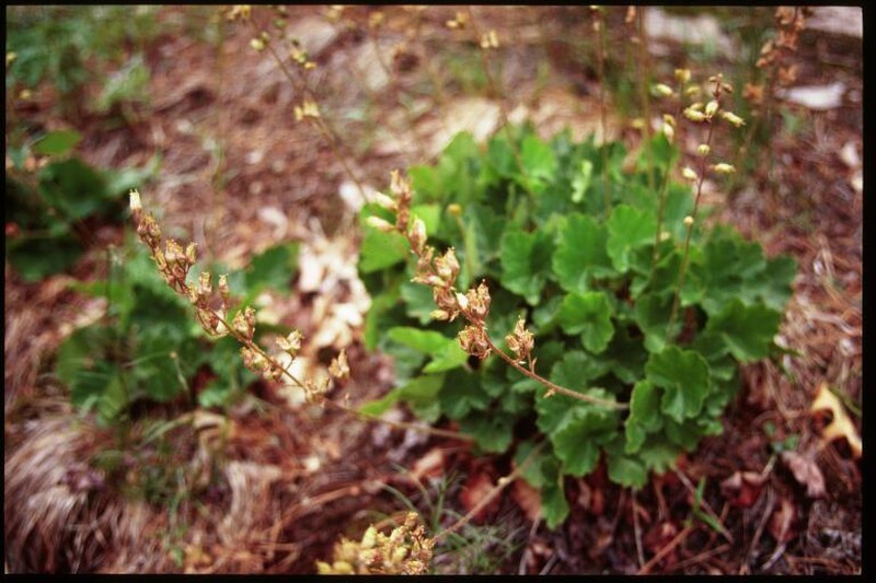 Richardson's Alumroot photo 3