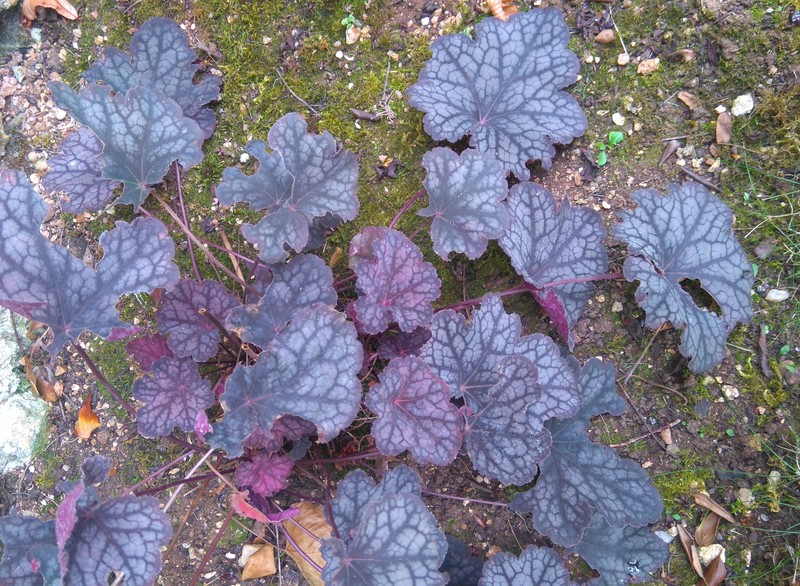 Richardson's Alumroot photo 4