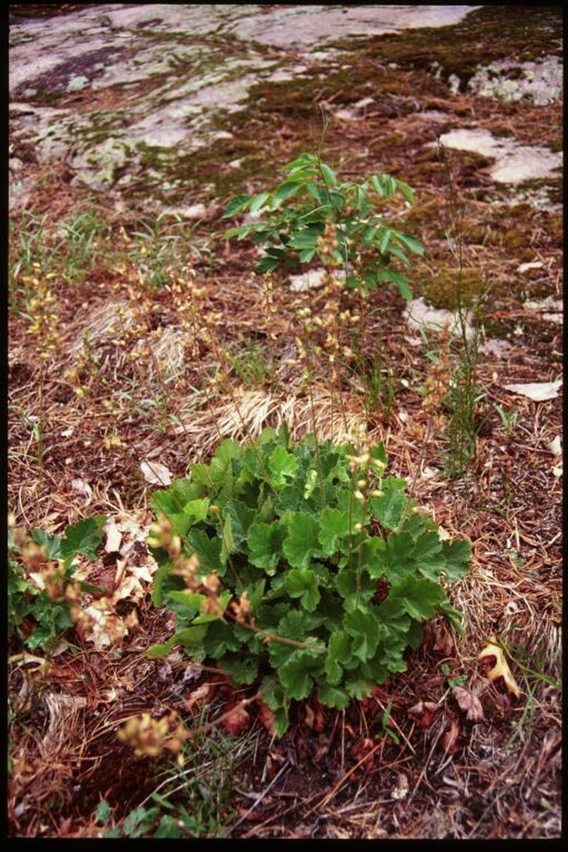 Richardson's Alumroot