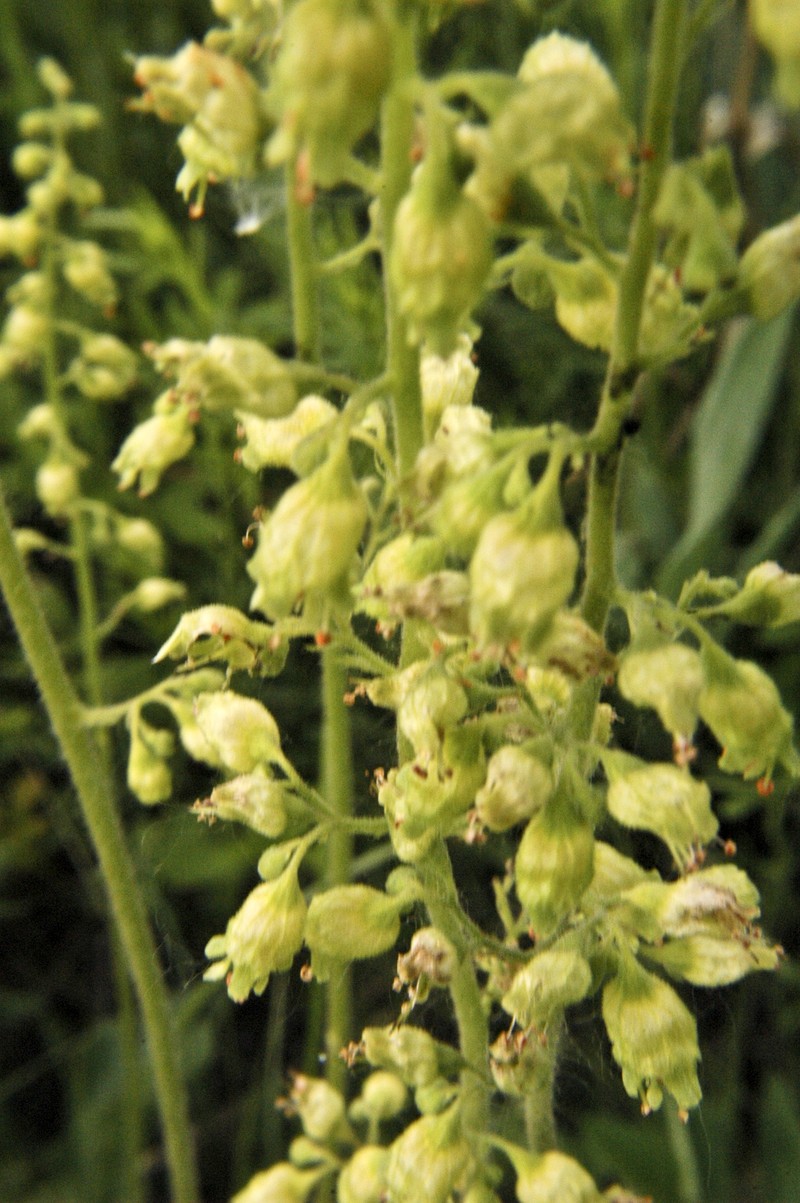 Richardson's Alumroot photo 5