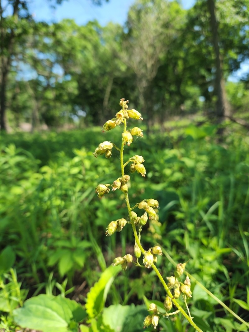 Richardson's Alumroot