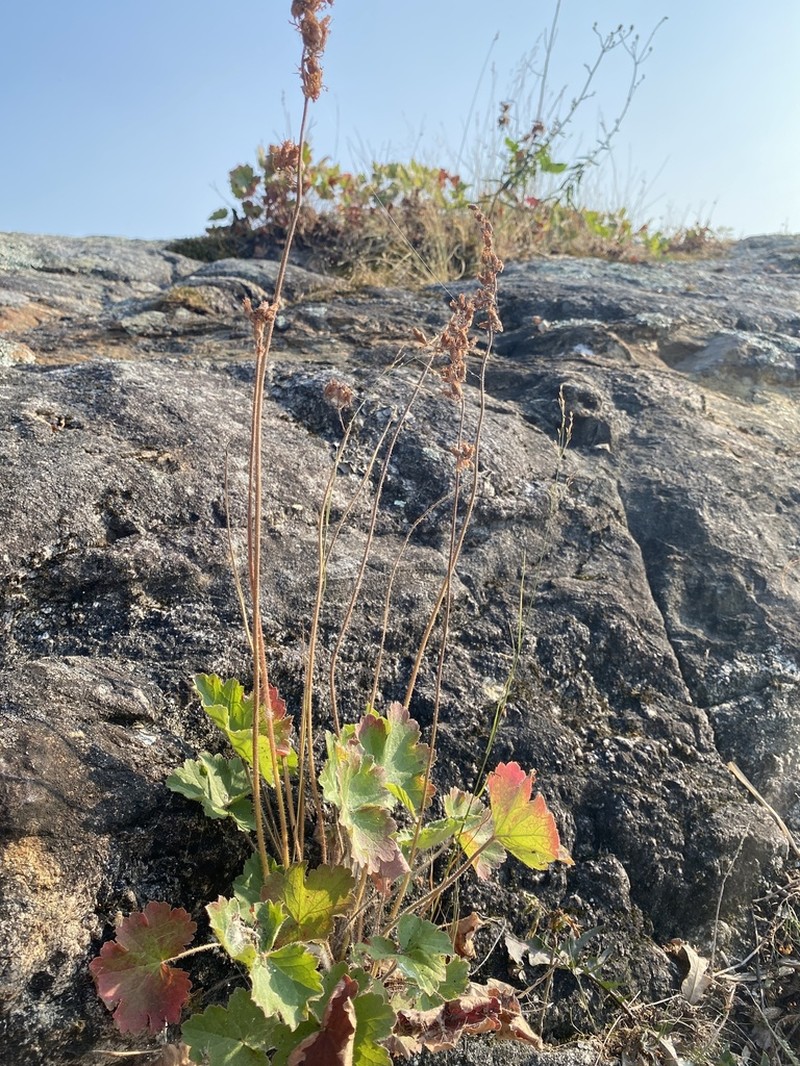 Richardson's Alumroot photo 2