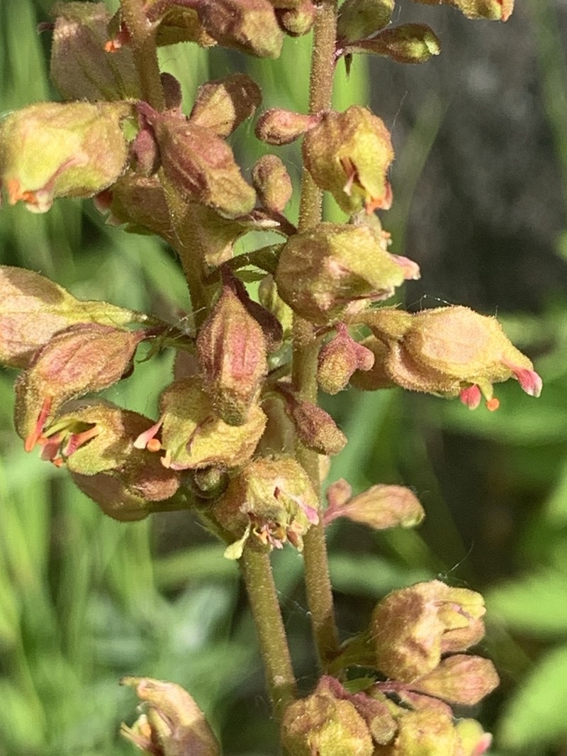 Richardson's Alumroot photo 3