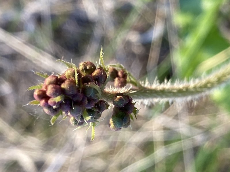 Richardson's Alumroot photo 4