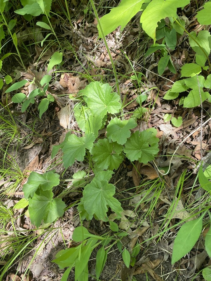 Richardson's Alumroot photo 5