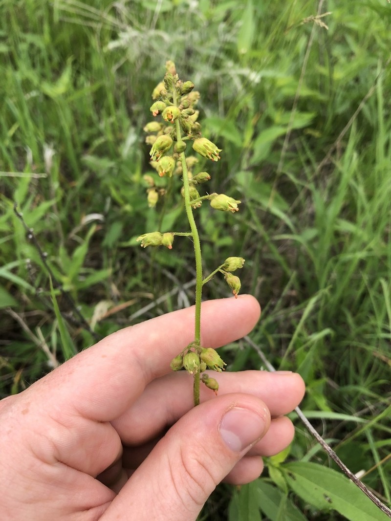 Richardson's Alumroot photo 6