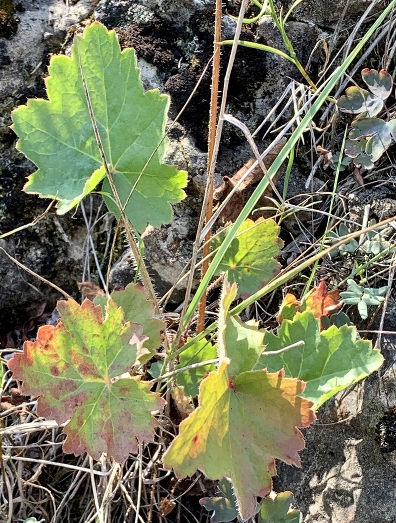 Richardson's Alumroot photo 7