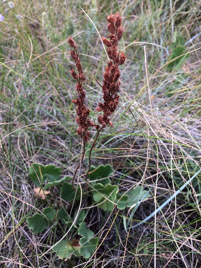 Richardson's Alumroot photo 8
