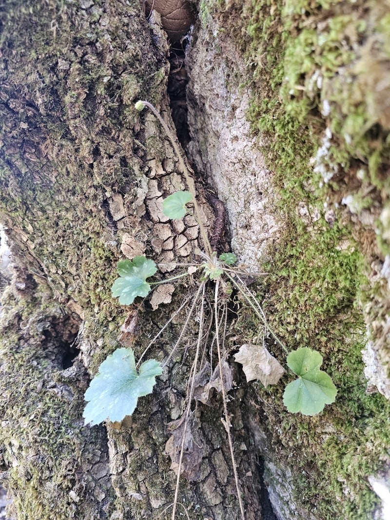 Heuchera rosendahlii